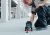 Линейный лазерный нивелир Bosch GLL 3-50 Professional 0601063801 БОШ